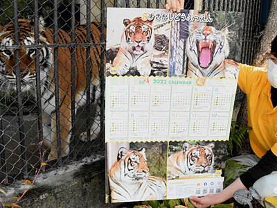 ベンガルトラ兄妹がモデル　須坂市動物園の寅年カレンダー