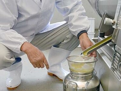三里浜オリーブ初搾り、特製オイル商品化へ　栽培5年目、福井県福井市の生産組合