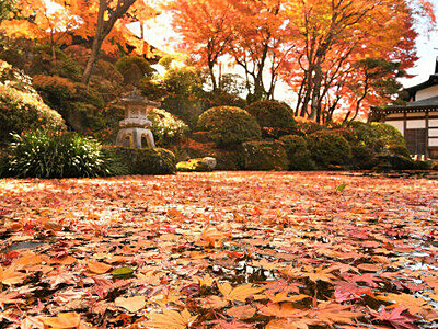 「心字池」赤く彩る　諏訪・温泉寺のモミジ