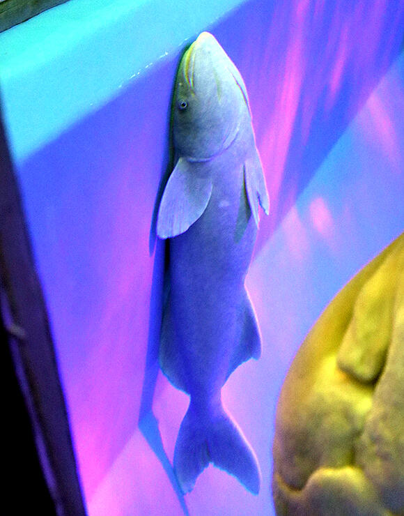 頭上の吸盤で水槽壁面にくっつくナガコバン＝魚津水族館