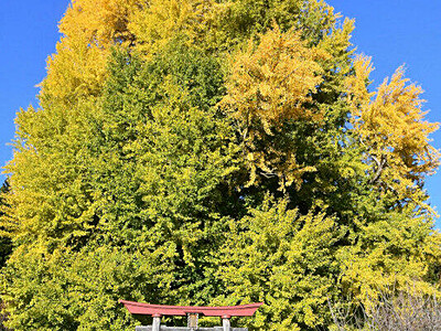 飯山「神戸のイチョウ」黄金色　20・21日ライトアップ