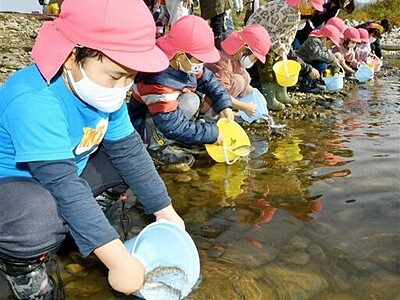 サクラマスの聖地・九頭竜川で幼魚放流　福井県永平寺町で園児が4千匹