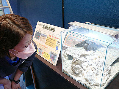 沖縄漂着の軽石展示　被害の現状知って　魚津水族館