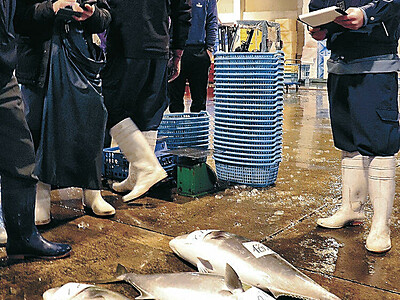 七尾市の市場　ブリ不漁、取扱量わずか５％