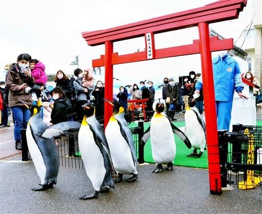 愛らしい姿で鳥居をくぐるペンギンの初詣＝１月１日、福井県坂井市の越前松島水族館