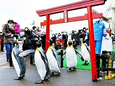 ペンギンよちよち「初詣」愛らしく行進　坂井・松島水族館