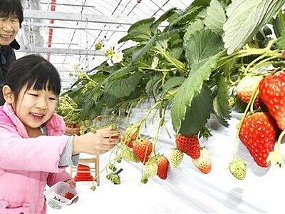 イチゴ園オープン、食べ比べ楽しむ　福井県美浜町