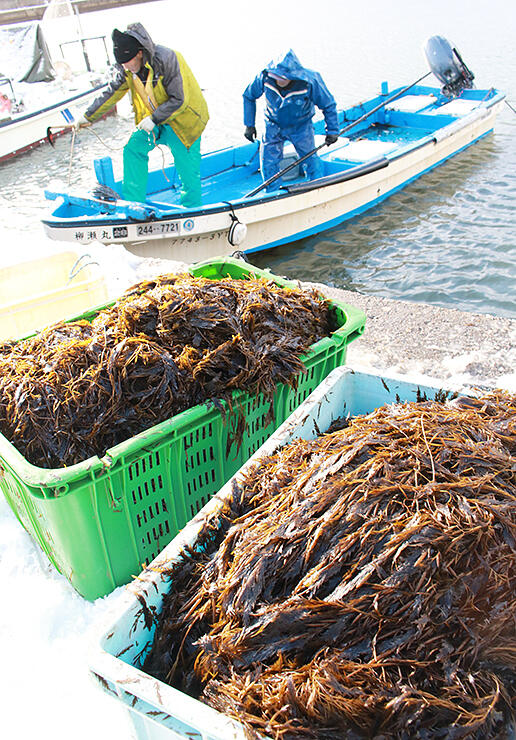 大境漁港の沖合約１キロで収穫され、漁港の岸壁に運ばれたナガラモ