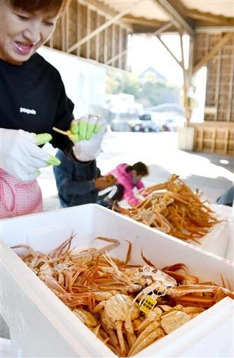 昨季に比べ漁獲量が３割以上増えたセイコガニ＝２０２１年１１月、福井県越前町小樟の越前漁港