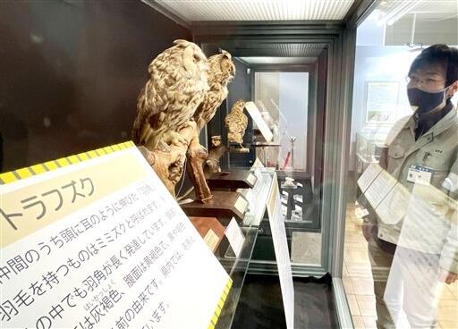 トラにちなんだ名前の鳥などの標本が並ぶ企画展＝１月１４日、福井県福井市自然史博物館