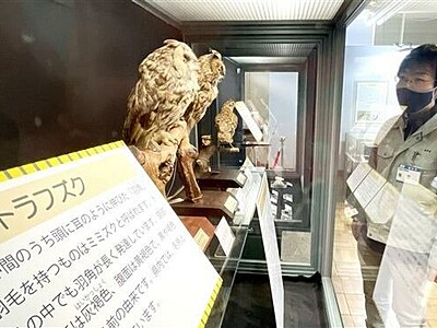 "トラ柄"の生きもの紹介　福井市自然史博物館、50種類の標本展示