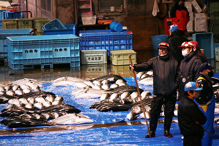 水揚げされたブリが並ぶ氷見魚市場