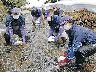 カジカゴリ生息増願い、産卵床　金沢の郷土料理守れ　浅野川支流で漁協