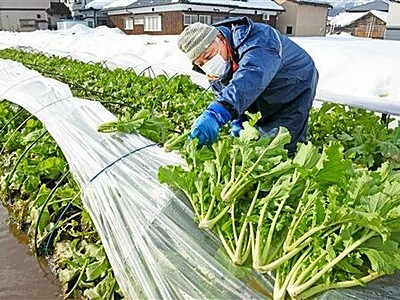 雪の下で甘み「勝山水菜」収穫期　福井県勝山市、おひたしお勧めグラタンもアリ