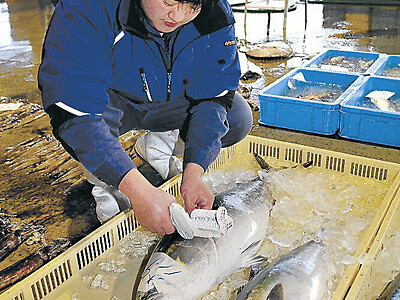 のと寒ぶり、今季７２０本　石川県漁協能都支所、認定終了　過去１０年３番目に少なく