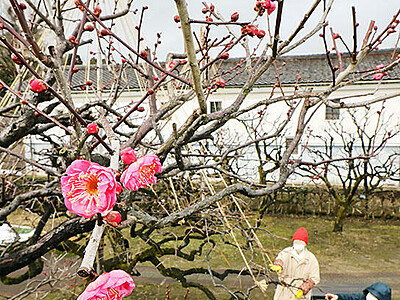 立春に香る　富山 内山邸の紅梅