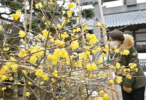 見頃を迎えているロウバイ＝２月１６日、福井県敦賀市常宮の常宮神社