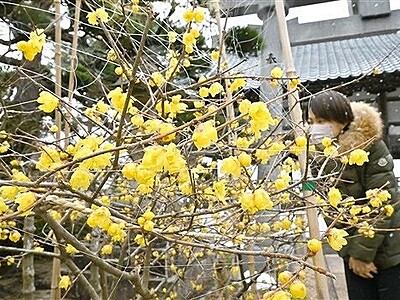 上品な香りのロウバイ見頃　福井県敦賀・常宮神社