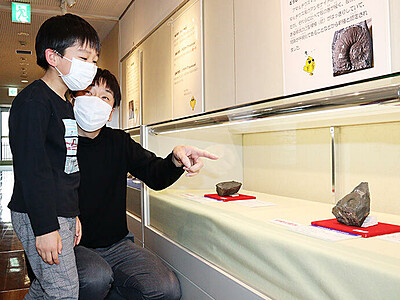 アンモナイト化石見てね　富山市科学博物館、朝日で採取の新種展示