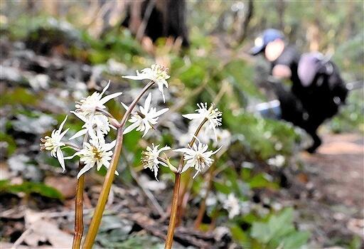 白くかれんな花を咲かせるオウレン＝３月１５日、福井県福井市の文殊山
