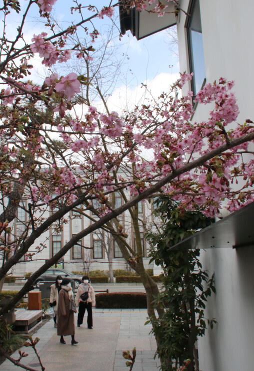 ぱてぃお大門の敷地内に咲く河津桜