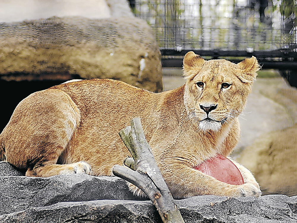 ２５日に一般公開されるライオンの雌「ララ」（いしかわ動物園提供）