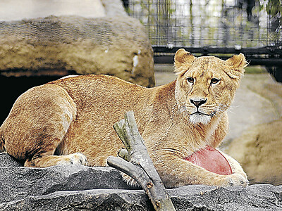 雌ライオンのララ２５日公開　いしかわ動物園