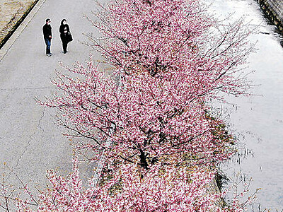 河津桜、麗しい帯　白山・堂尻川沿いで満開
