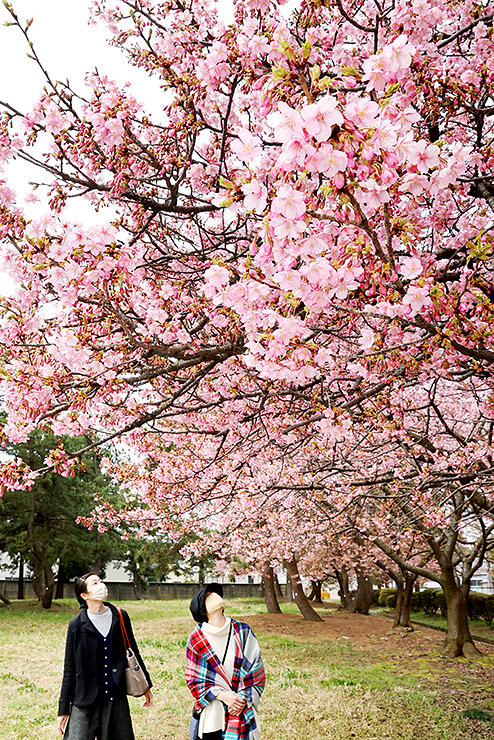 ピンク色の花を咲かせるカワヅザクラ＝富山市海岸通