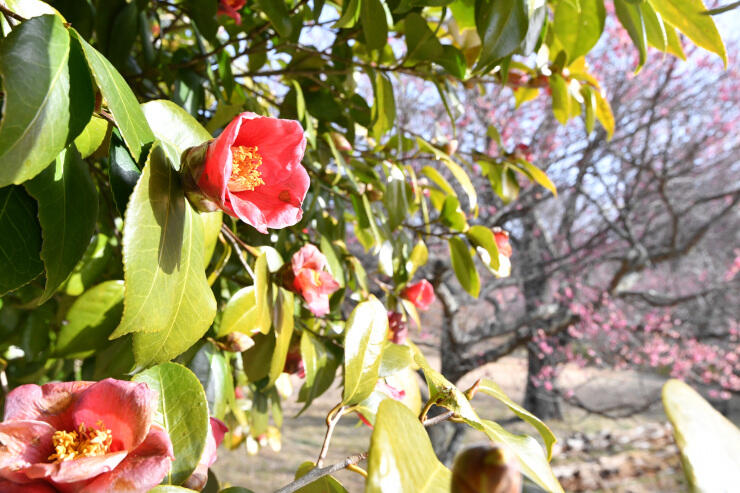 井戸尻史跡公園に咲くツバキの花。紅梅との共演も＝２５日