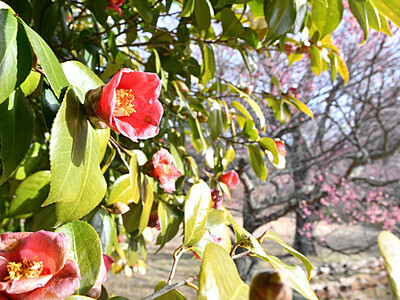 赤い輝き、春告げる共演　富士見の井戸尻史跡公園