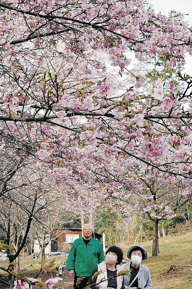 咲き始めた大漁桜＝能美市根上町