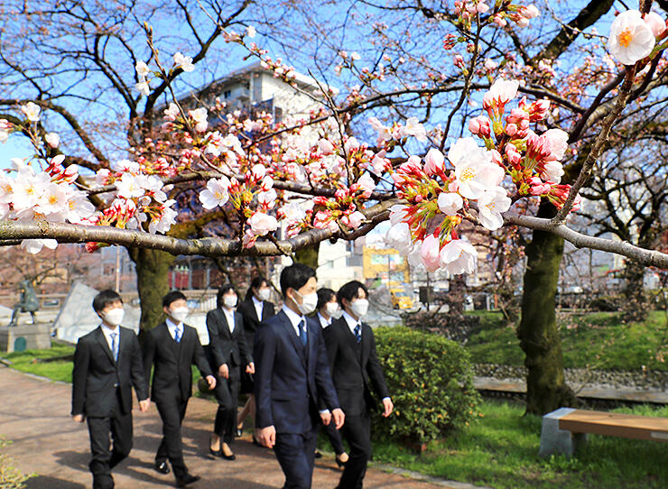 陽光を受け、開花が進む松川べりのソメイヨシノ＝富山市新桜町