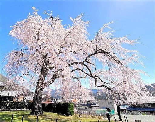 満開となり、青空にピンクが映える妙祐寺のしだれ桜＝４月５日、福井県小浜市中井
