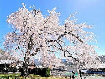 嶺南の桜、続々見頃　福井県小浜・妙祐寺、しだれ桜満開