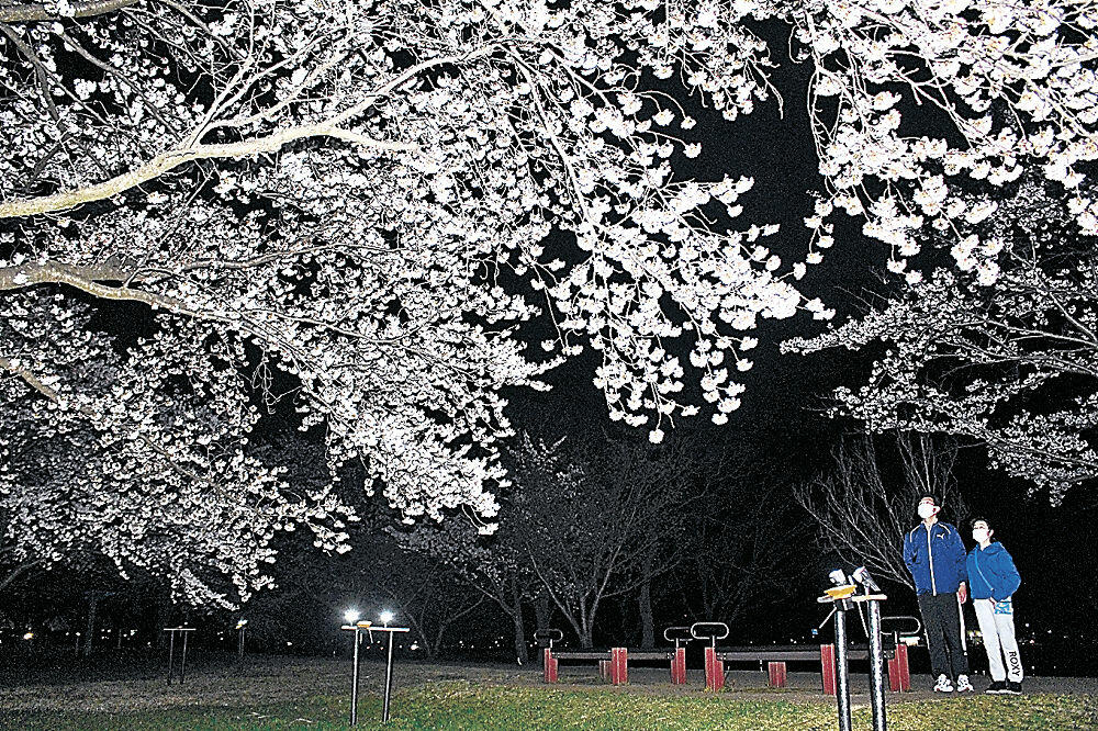 ライトアップされた桜＝小松市の木場潟公園
