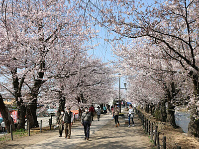 須坂の桜、スマホ片手に巡って　スタンプラリースタート