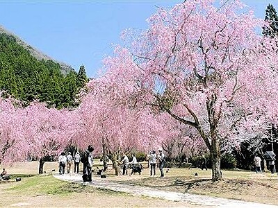 しだれ桜100本、降り注ぐ　福井県坂井市たけくらべ広場
