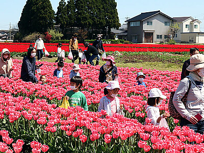 チューリップ色鮮やか　福野で親子１００人が花摘み
