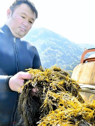 収穫したアカモクをおけから取り出す男性＝４月１９日、福井県福井市茱崎町