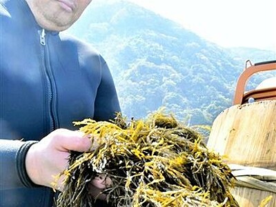 福井県越廼で海藻アカモク収穫期　素潜りで新芽刈る