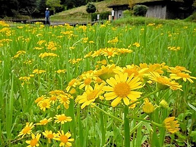 敦賀・中池見湿原に黄色のじゅうたん　サワオグルマ見頃