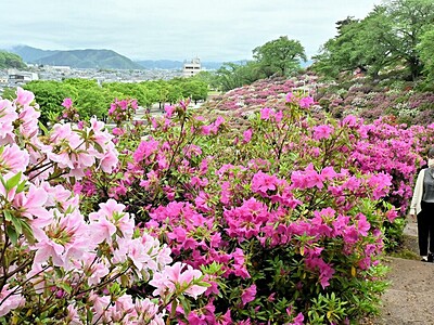 ツツジ5万株もうすぐ満開　鯖江市西山公園で5月3日から「さばえつつじまつり」