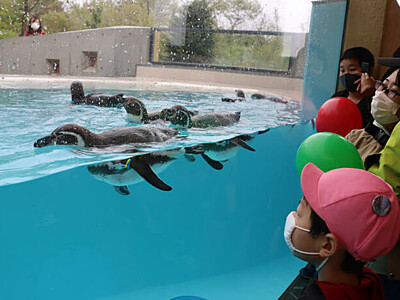 おまたせ、小諸市動物園新装オープン　水槽前でペンギン泳ぐ姿