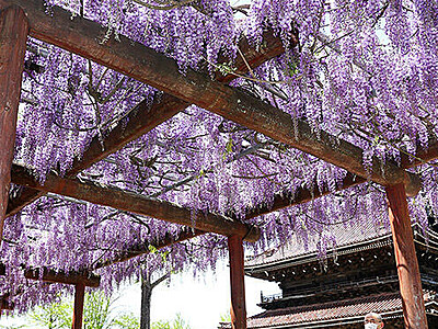 癒や"紫"の古刹　瑞泉寺、フジの花見頃