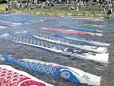 こいのぼり130本、水中をスイスイ　金沢・浅野川で「鯉流し」