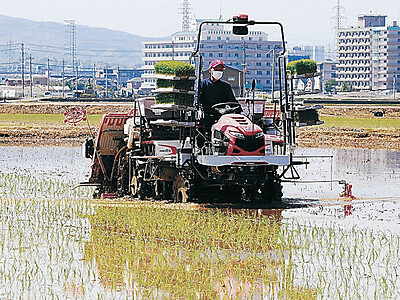 金沢・大場町でひゃくまん穀の田植え本格化　６年目は豊作期待