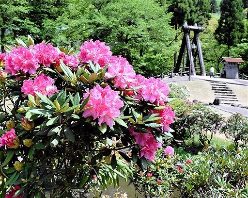 かずら橋を背景に鮮やかに咲いたシャクナゲ＝５月１０日、福井県池田町土合皿尾の水車広場