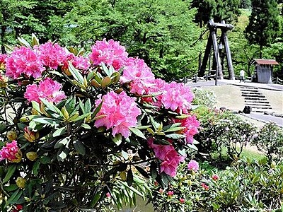 福井県池田でシャクナゲ開花赤、白、ピンクが目にしみる