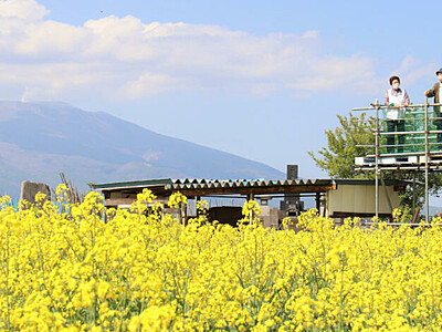 黄色のじゅうたん、浅間山と共演　佐久の菜の花「見事です」